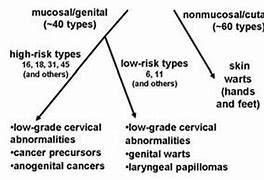 Image result for Human Papillomavirus Early Stages