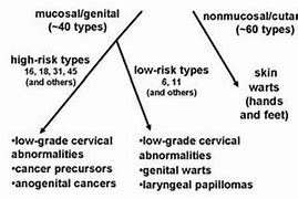 Image result for Genital Human Papillomavirus Stages