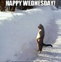 Image result for Wednesday Animal Meme