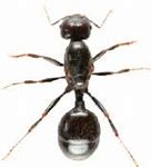 Image result for Garden Ant