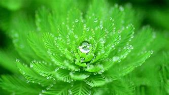 Image result for Nature Wallpaper Water Droplets