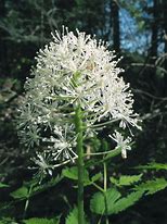 Image result for Actaea rubra