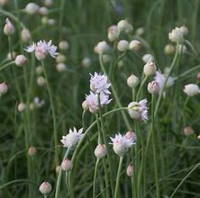 Image result for Allium amplectens Graceful Beauty