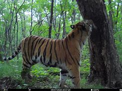 Image result for Amur Tiger