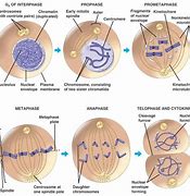 Image result for Cell Cycle Ploidy