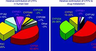 Image result for cytochrom_p450