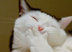 Image result for Laughing White Cat