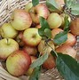 Image result for heirloom apples recipe
