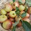 Image result for Silver's Apple Variety