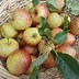 Image result for Rosybrook Apple