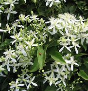 Image result for Clematis Paniculata Terniflora