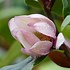 Image result for Magnolia Fairy Blush