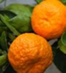 Image result for Orange Season