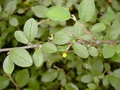 Image result for cotoneaster_integerrimus
