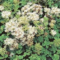 Image result for Sedum spurium Album