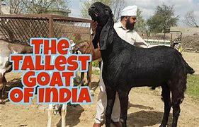 Image result for The Biggest Gyat in the World