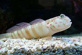 Image result for Pink and Orange Spotted Shrimp