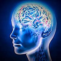 Image result for Short-Term Memory Brain