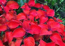 Image result for Red Been Plant