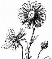 Image result for Daisy Flower Clip Art Black and White