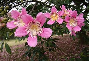 Image result for Flowers Name in Brazil