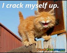 Image result for Crack Katze Meme