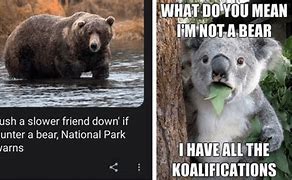 Image result for Water Bear Meme