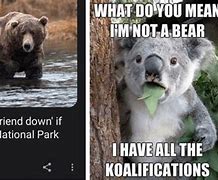 Image result for Bear Face Meme