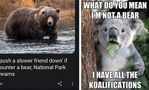Image result for Awkward Bear Meme