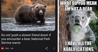 Image result for Bear Meme