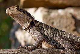 Image result for Baby Monitor Lizard