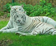 Image result for Tiger Horse
