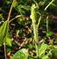 Image result for Climbing Milkweed Vine