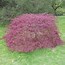 Image result for Acer palmatum Crimson Queen