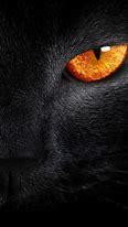 Image result for Black Cat iPhone 5 Case