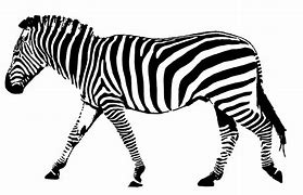 Image result for Black and White Horizontal Stripes