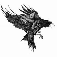 Image result for Raven Tattoo Sketches