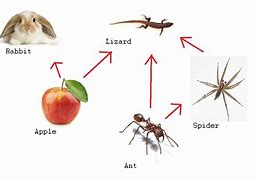 Image result for Back Yard Food Chain