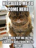 Image result for Funny Cat Vet Meme