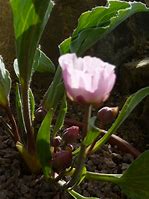 Image result for Ranunculus calandrinioides