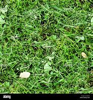 Image result for Mowed Grass Texture