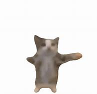 Image result for Jumping Kitten Meme