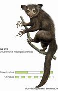 Image result for Aye Aye Full Body