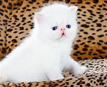 Image result for Persian Cat Colors