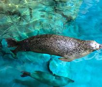 Image result for Marine Aquariums Underwater Seal