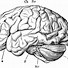 Image result for Head and Brain Clip Art