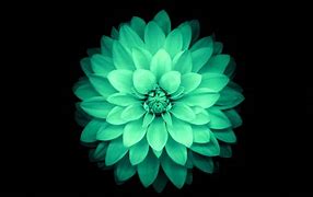Image result for Teal Flower Wallpaper Computer