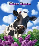 Image result for Monday Cow Meme