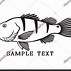 Image result for Peacock Bass Clip Art