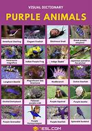 Image result for Purple and Black Animals